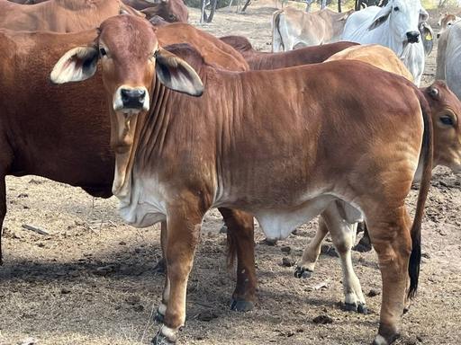 Thirlestone, Pentland QLD 4816