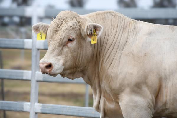 Barambah-Dale Charolais Bull Sale 2026
