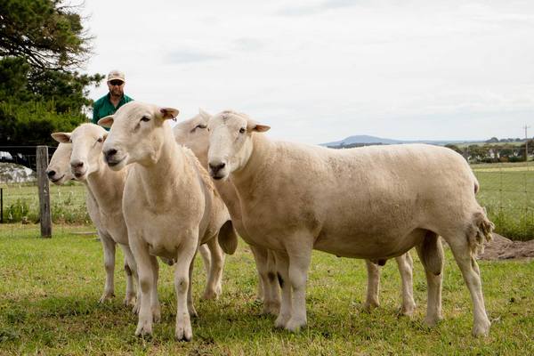 Maternal Shedding Composites Ram Sale