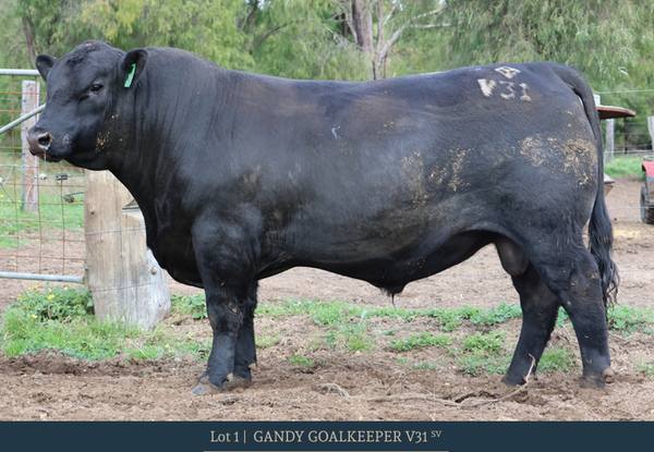 Gandy Angus 2025 Annual Bull Sale
