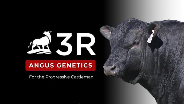 3R Bull Sale