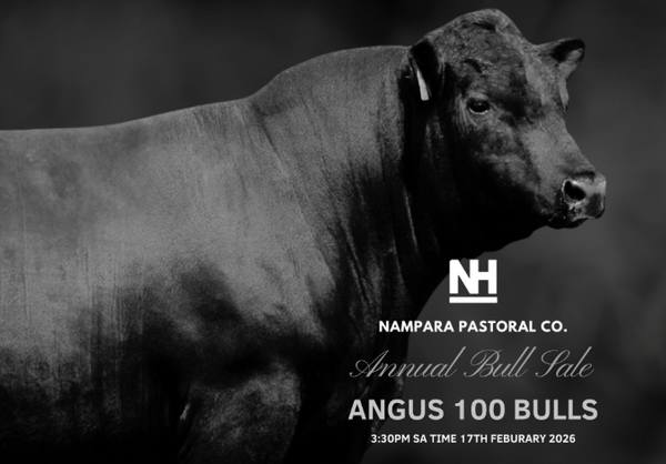 Nampara Angus Bull Sale