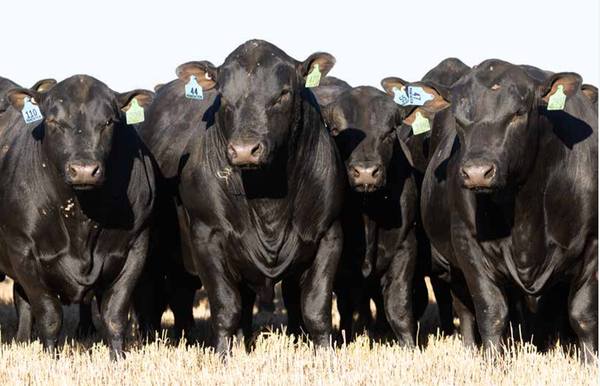 Mandayen Angus Bull Sale