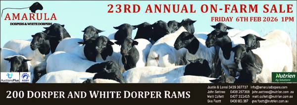 Amarula Dorpers & White Dorpers 23rd Annual Sale