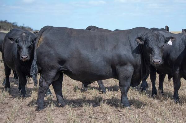 Roseleigh Angus Bull Sale