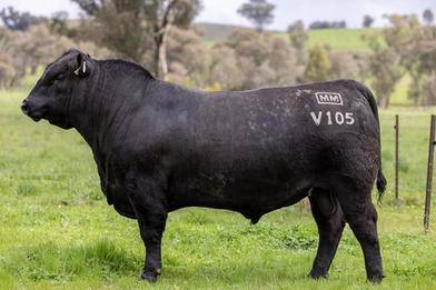 19th On Property Sale 2026 Annual Bull & Heifer Sale