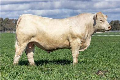 19th On Property Sale 2026 Annual Bull & Heifer Sale