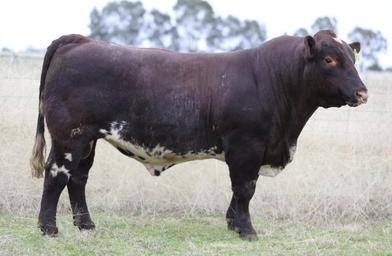 Polldale Shorthorns On Property bull sale