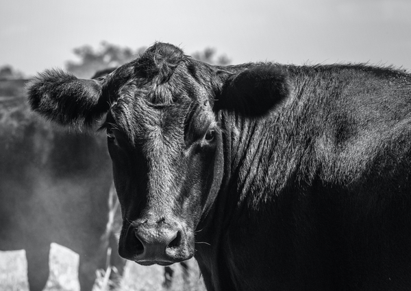 Bailey Property & Livestock HRLX Autumn Store Sale — 600 Head Cattle