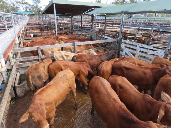 Sullivan Livestock & Rural Services Gympie Weaner Sale 2000 Cattle
