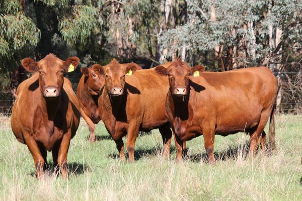 Victorian Livestock & Property Coolongolook Herd Dispersal