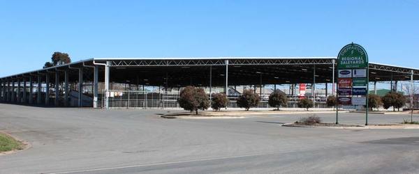 Mulcahy Livestock Shepparton Store Cattle Sale 800 Cattle