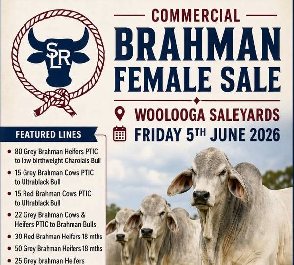 Sullivan Livestock Commercial Brahman Female Sale