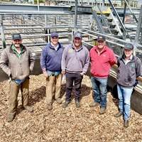 Mount Gambier Combined Agents Store Cattle Sale — 2000 Head Cattle