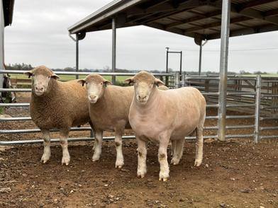 Armdale Poll Dorset Stud 2026 Ram sale 