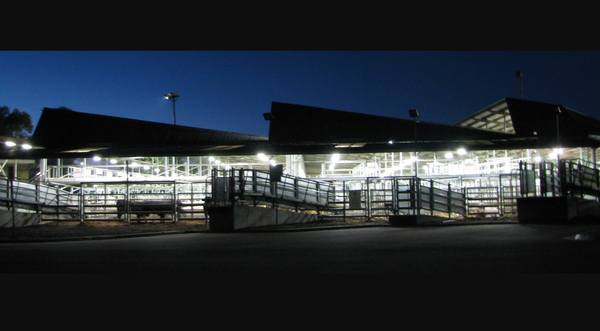 Bairnsdale Store Cattle Sale - 474 Head