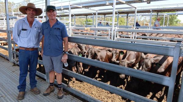 Bartholomew & Co Store Sale – Beaudesert Cattle