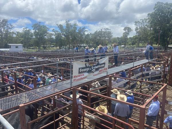 George & Fuhrmann Stanthorpe Store & Weaner Sale 1100 Head Cattle