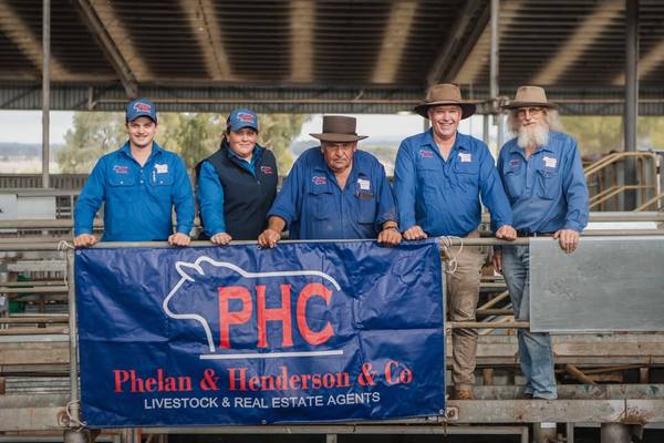 South Gippsland Associated Agents Store Sale – 2,500 Head – EVLX Leongatha