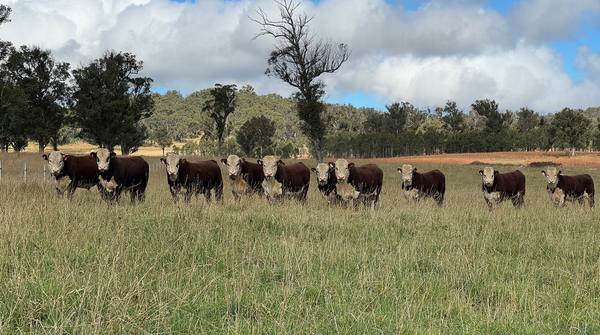 Lotus Herefords On-Property Sale 