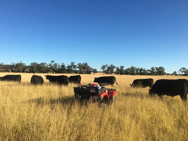 Fairview Black Simmental Bull Sale