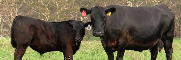 Gates Angus Annual Bull Sale