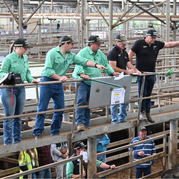 EVLX Leongatha Store Sale 2,500 Head Cattle