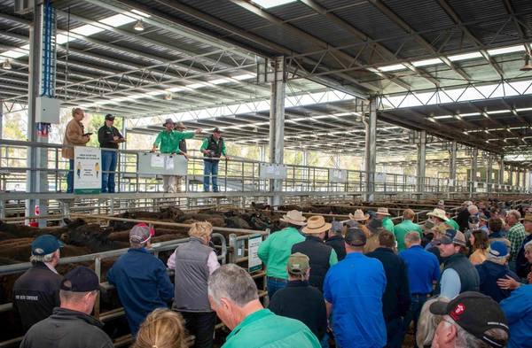 Yea Saleyards Combined Agents Store Sale – Cattle