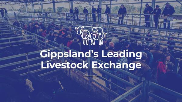 Gippsland Regional Livestock Exchange Store Sale – 380 Head Cattle