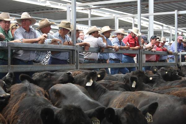 NVLX Wodonga Store Cattle Sale – 1,500 Head – Cattle