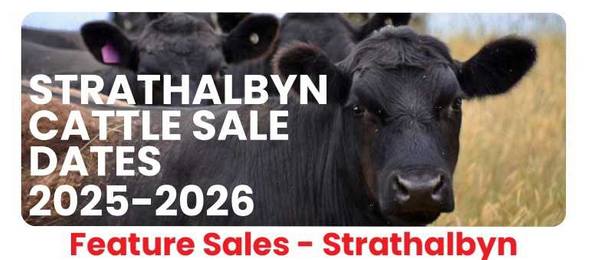 Strathalbyn Saleyards Feature Cattle Sale – 800 Head Store Cattle