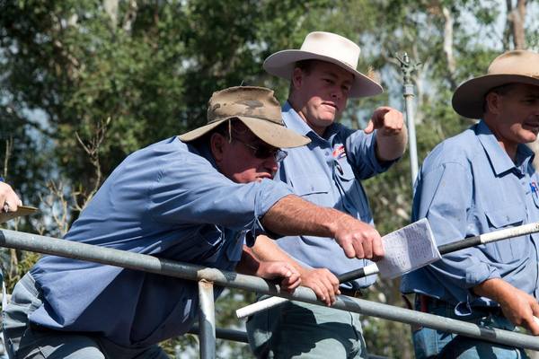 Gooch Agencies Gloucester Bull & Female Sale – 300 Head Cattle