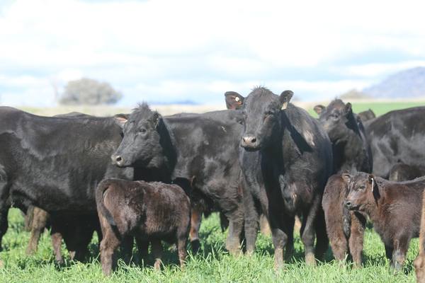 Elders Tamworth 5th Annual 3R Angus Commercial Sale 1,000hd Angus Cattle