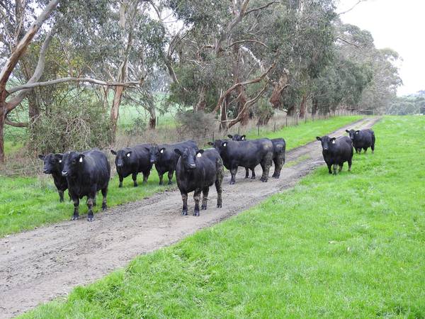 Moorunga Angus 5th Annual Bull Sale