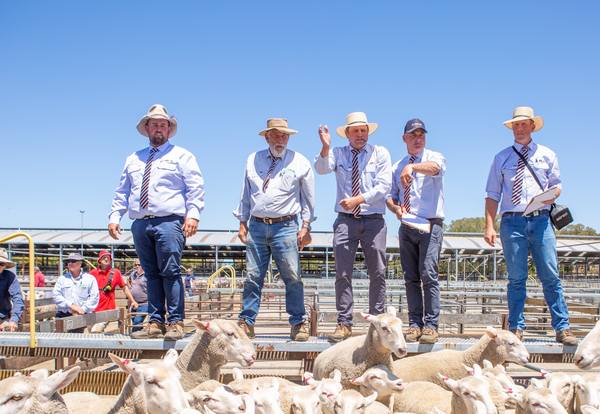 Pinnaroo Off Shears Sale – 8,500 Head Sheep