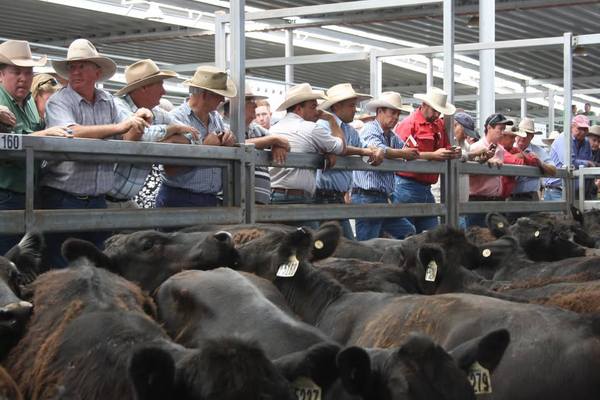 NVLX Wodonga Store Cattle Sale – 2,000 Head Store Cattle