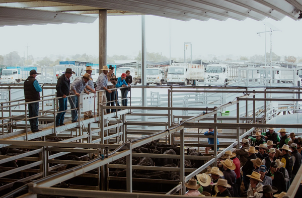 Tamworth Livestock Agents Store Sale – 2,500 Head Cattle