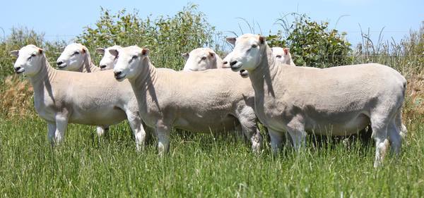 Chrome Spring Ram Sale