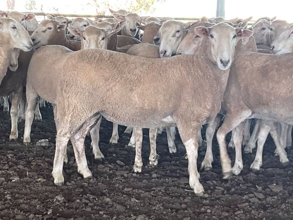 West Wyalong/Temora District Agents 1st Cross Ewe Sale – 3,085 Head Merino & 1st Cross Breeding Ewes