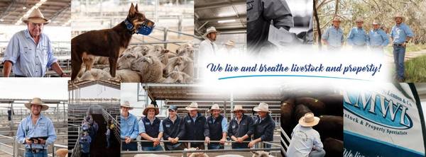 CTLX Carcoar Store Sale – 525+ Head Cattle (Steers & Heifers)