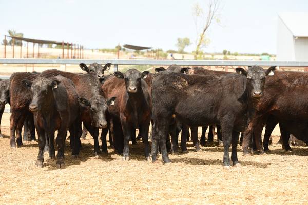 JS Grazing – 120 Angus Heifers - AuctionsPlus Weaner & Yearling Sale