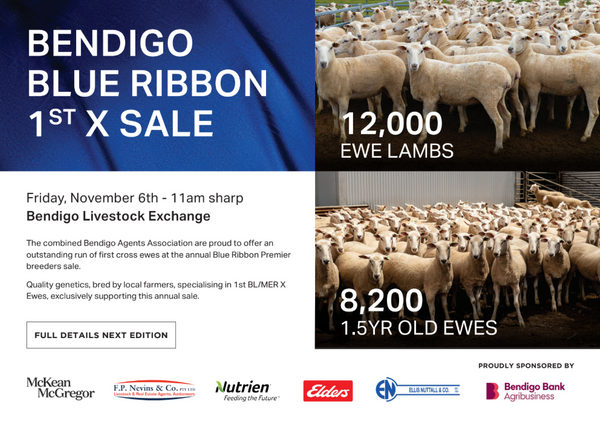Bendigo Blue Ribbon 1st X Sale – 20,200 Head First Cross Ewes