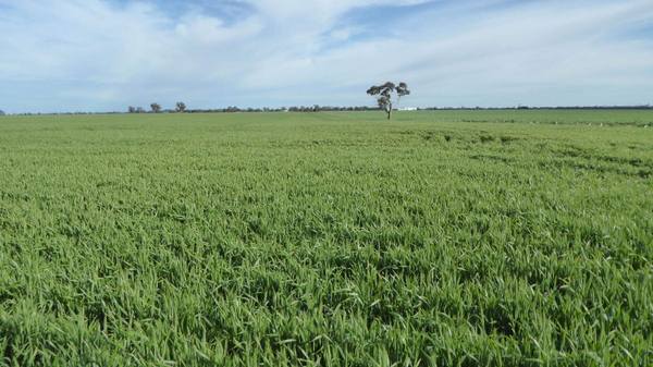 Sec 152 Rowney Road , "mawson" Bordertown SA 5268
