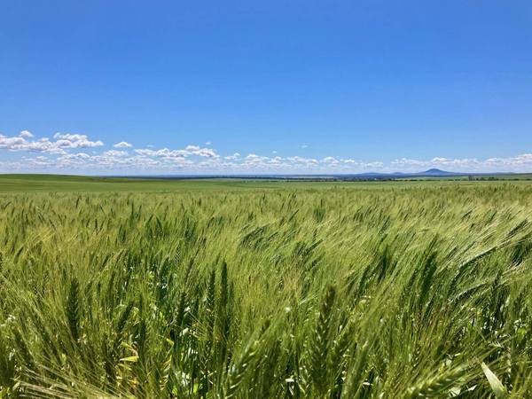 Mellburra Road, Narrabri NSW 2390