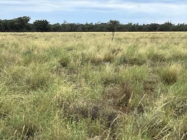 Wyandra, Wyandra QLD 4471
