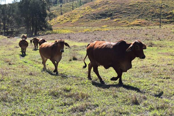 Louisavale Road, Monsildale Via Kilcoy QLD 4615