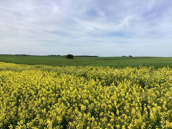 Hiscock's / O'Dea's / Zanker's Roads, Netherby Via Nhill – West Wimmera VIC 3418