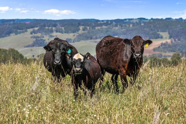 9485 Thunderbolts Way, Nowendoc QLD 2354