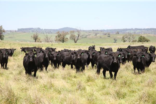 Walcha NSW 2354
