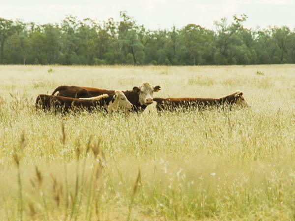 Old Moonie Road, Southwood QLD 4406